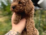 Di̇şi̇ Uygun Kore Teacup Gerçek Kali̇te