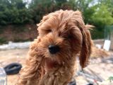 İnanilmaz Uygun Rakama Poodle Malti̇po