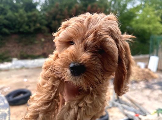İnanilmaz Uygun Rakama Poodle Malti̇po görsel