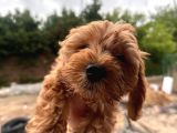 İNANILMAZ UYGUN RAKAMA POODLE MALTİPO
