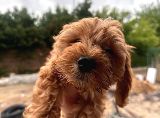 İnanilmaz Uygun Rakama Poodle Malti̇po