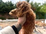 İnanilmaz Uygun Rakama Poodle Malti̇po