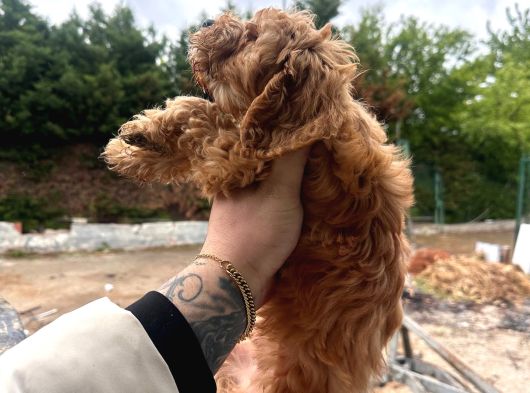 İnanilmaz Uygun Rakama Poodle Malti̇po görsel