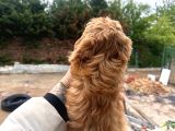 İnanilmaz Uygun Rakama Poodle Malti̇po
