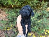 Orji̇nalll Black Poodle Aşiri Uygun Rakam
