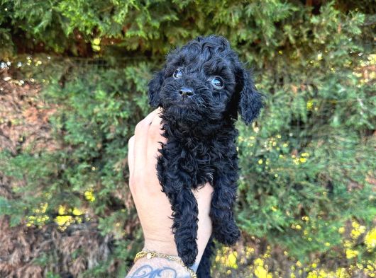 Orji̇nalll Black Poodle Aşiri Uygun Rakam görsel