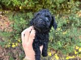 Orji̇nalll Black Poodle Aşiri Uygun Rakam