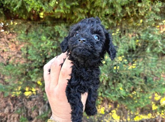 Orji̇nalll Black Poodle Aşiri Uygun Rakam görsel