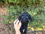 Orji̇nalll Black Poodle Aşiri Uygun Rakam