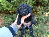 ORJİNALLL BLACK POODLE AŞIRI UYGUN RAKAM