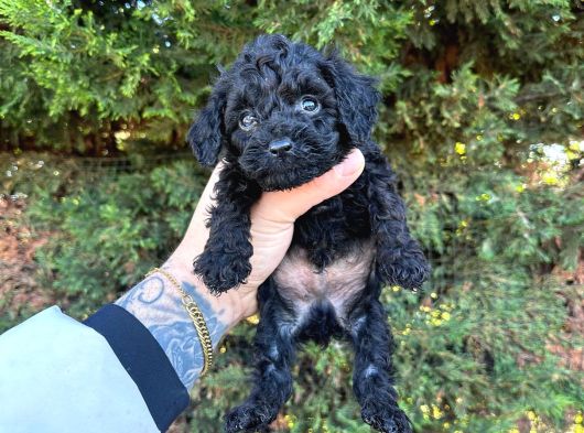 Orji̇nalll Black Poodle Aşiri Uygun Rakam