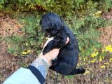 Uygun El Kadar Black Poodle