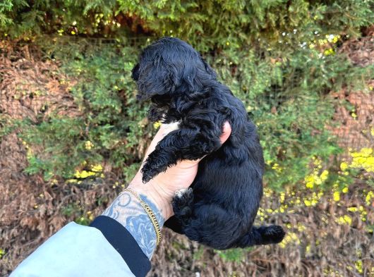 Uygun El Kadar Black Poodle görsel