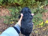 Uygun El Kadar Black Poodle
