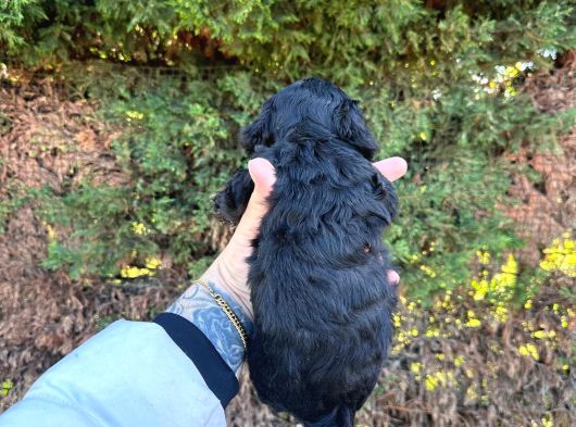 Uygun El Kadar Black Poodle görsel