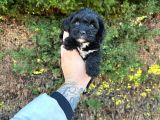 Uygun El Kadar Black Poodle