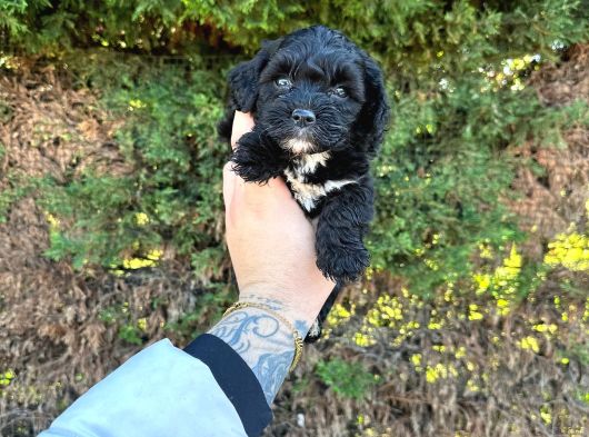 Uygun El Kadar Black Poodle görsel