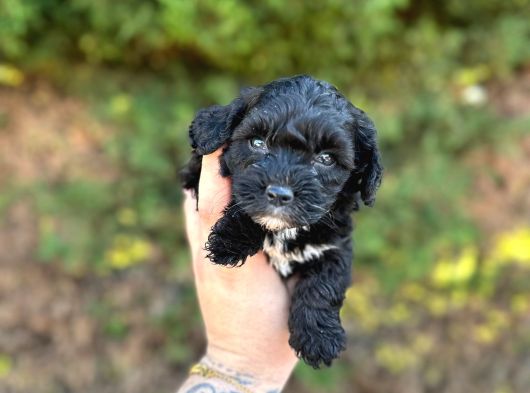 Uygun El Kadar Black Poodle görsel