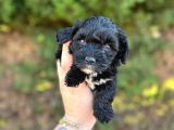 UYGUN EL KADAR BLACK POODLE