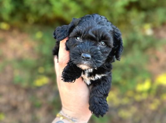 Uygun El Kadar Black Poodle