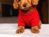 Maltipoo Kardeşler