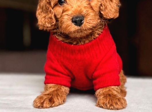 Maltipoo Kardeşler görsel