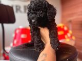 Black Toy Poodle Bebekler