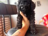 Black Toy Poodle Bebekler