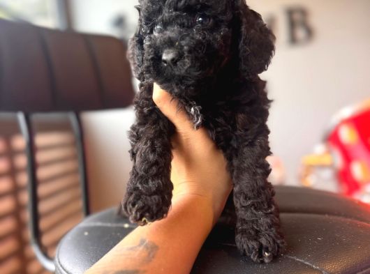 Black Toy Poodle Bebekler görsel