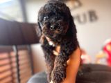 Black Toy Poodle Bebekler