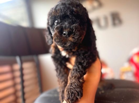 Black Toy Poodle Bebekler görsel