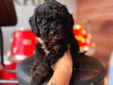 Black Toy Poodle Bebekler