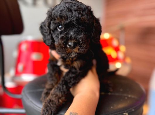 Black Toy Poodle Bebekler görsel