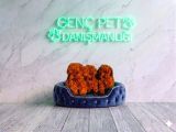 VETERİNER KLİNİĞİNDE TESLİM TOY POODLE BEBEKLER