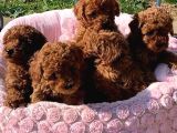 Veteri̇ner Kli̇ni̇ği̇nde Tesli̇m Toy Poodle Bebekler