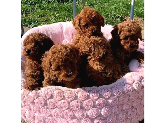 Veteri̇ner Kli̇ni̇ği̇nde Tesli̇m Toy Poodle Bebekler görsel