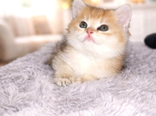 British Shorthair Golden Shaded Ny11 Dişi Yavru