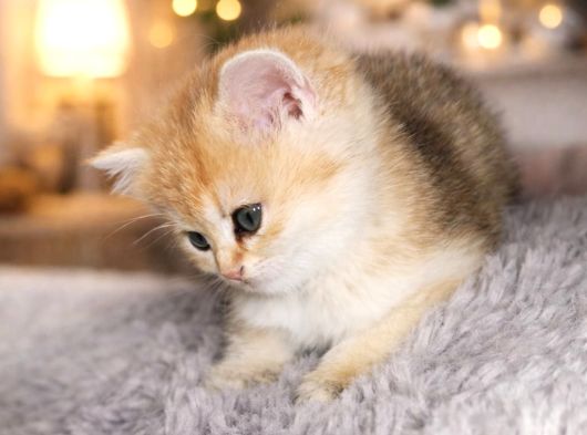 British Shorthair Golden Shaded Ny11 Dişi Yavru görsel