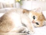 British Shorthair Golden Shaded Ny11 Dişi Yavru