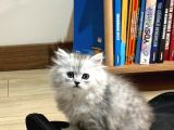Güzellerim Yeni Yuvalarına Hazır