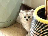 Güzellerim Yeni Yuvalarına Hazır