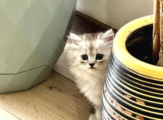 Güzellerim Yeni Yuvalarına Hazır görsel