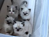 RAGDOLL YAVRULARIMIZ YENİ YUVALARINI ARIYOR
