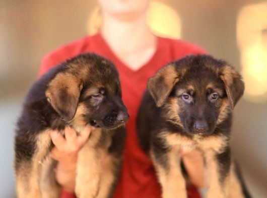Alman Çoban Köpeği Yavrularımız görsel