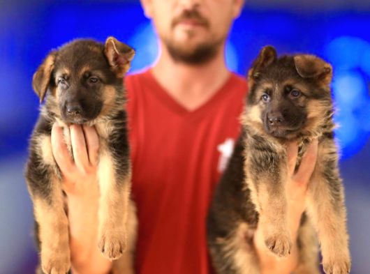 Alman Çoban Köpeği Yavrularımız görsel