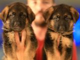 Alman Çoban Köpeği Yavrularımız