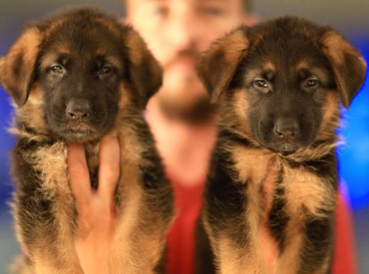 Alman Çoban Köpeği Yavrularımız görsel