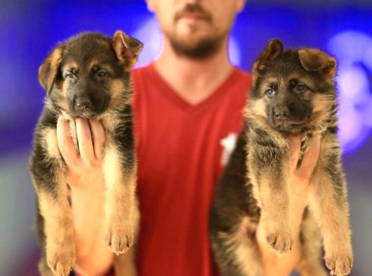 Alman Çoban Köpeği Yavrularımız görsel