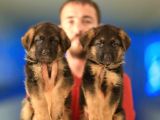 Alman Çoban Köpeği Yavrularımız