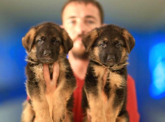 Alman Çoban Köpeği Yavrularımız